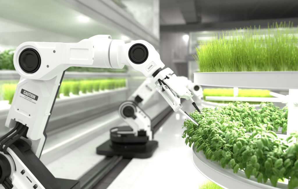 Automatización robótica para el envasado eficiente de alimento fresco en el sector agroalimentario